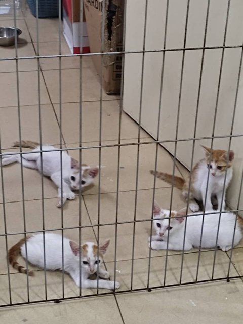 4 Young Kittens - Domestic Short Hair Cat