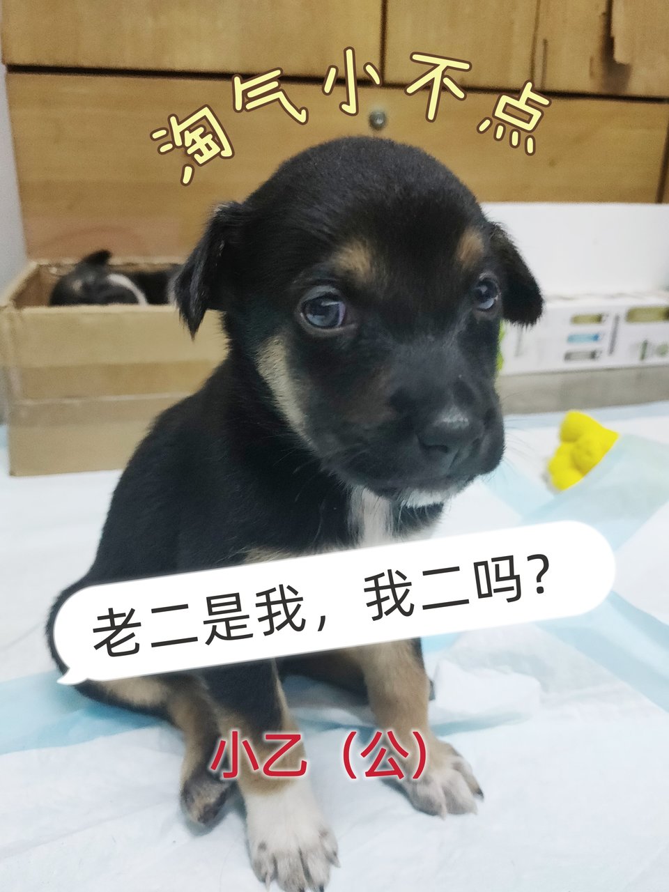 小乙 Puppy - Mixed Breed Dog