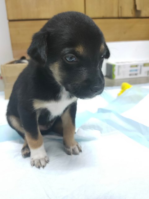 小乙 Puppy - Mixed Breed Dog