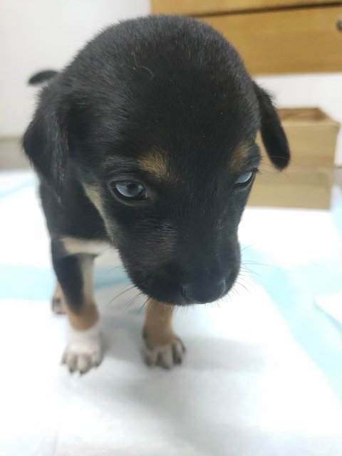 小乙 Puppy - Mixed Breed Dog