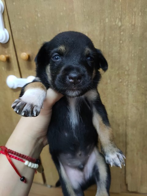 小乙 Puppy - Mixed Breed Dog