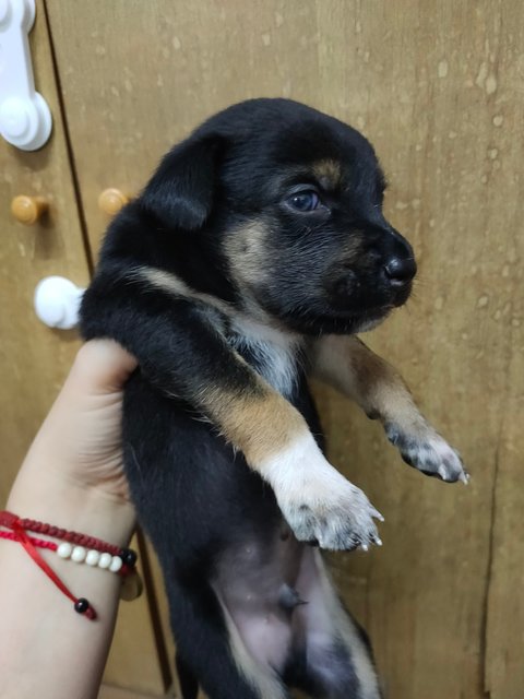 小乙 Puppy - Mixed Breed Dog