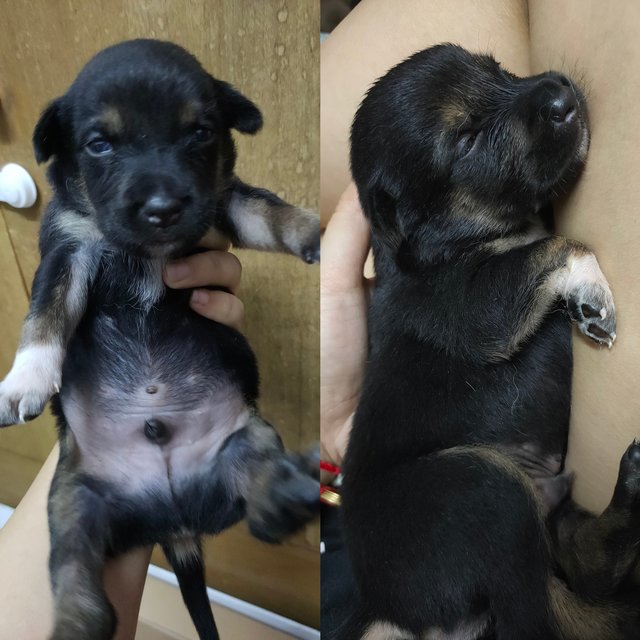 小乙 Puppy - Mixed Breed Dog