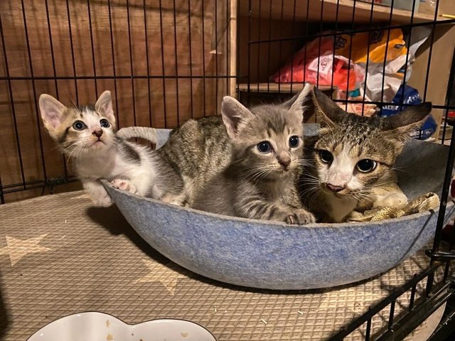 Precious &amp; Babies  - Domestic Short Hair Cat