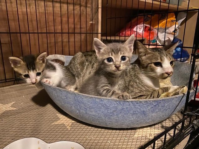 Precious &amp; Babies  - Domestic Short Hair Cat