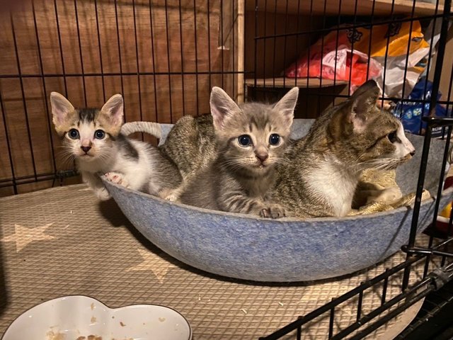 Precious &amp; Babies  - Domestic Short Hair Cat