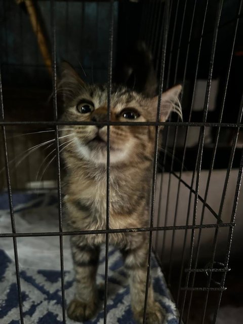 Max The Half Coon - Domestic Medium Hair + Maine Coon Cat