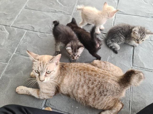 4 Kittens For Adoption! - Domestic Short Hair Cat