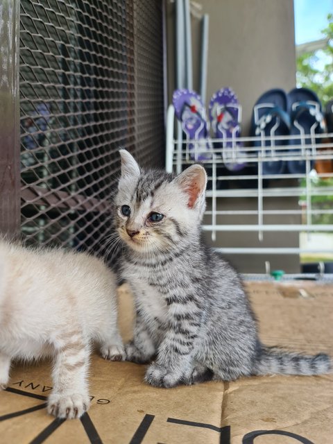 4 Kittens For Adoption! - Domestic Short Hair Cat