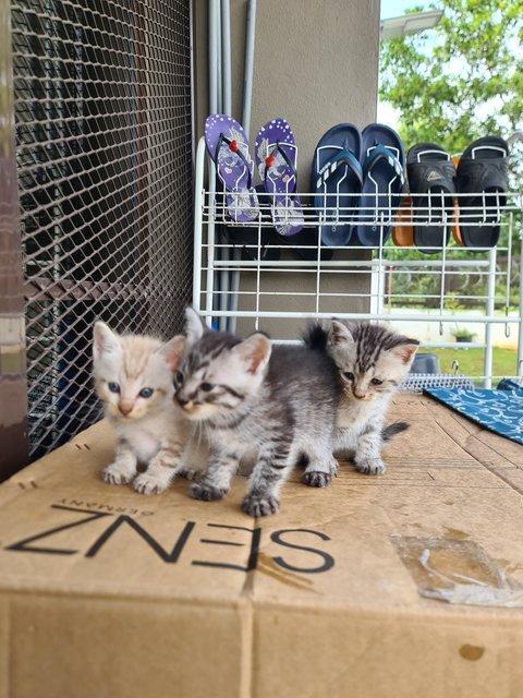 4 Kittens For Adoption! - Domestic Short Hair Cat