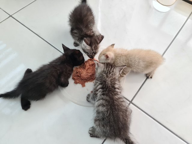 4 Kittens For Adoption! - Domestic Short Hair Cat