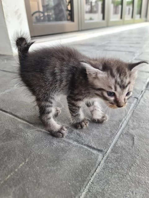 Stripey 🐯 - Domestic Short Hair Cat