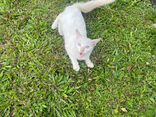 Snowhite - Domestic Medium Hair Cat