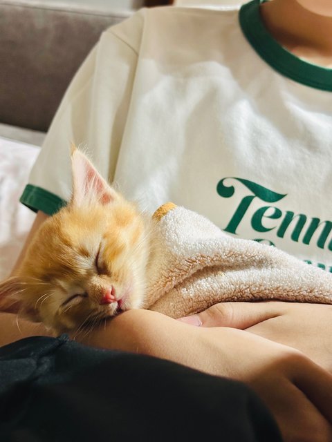 Peanut - Domestic Long Hair Cat