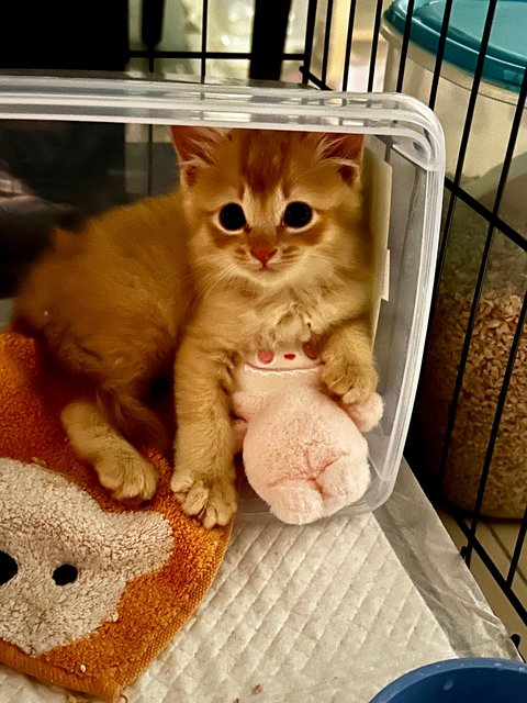 Peanut - Domestic Long Hair Cat