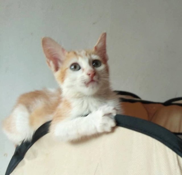 Adopted Tq Didi - Domestic Medium Hair Cat