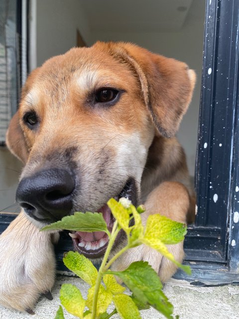 Sunny Boy - Mixed Breed Dog