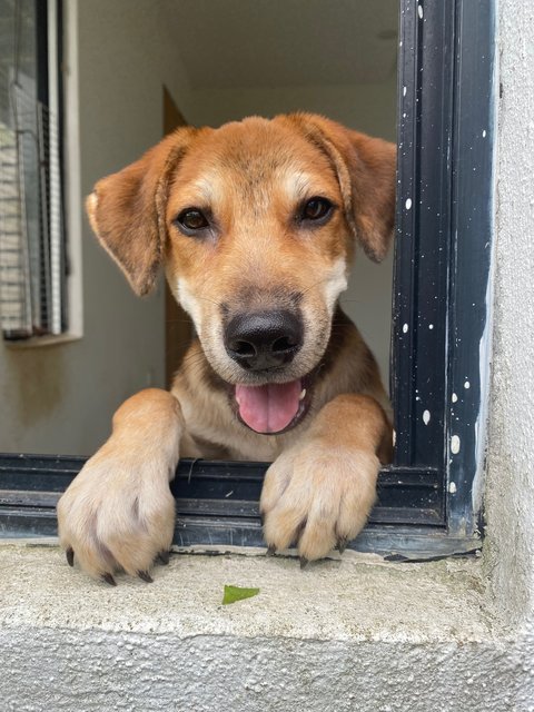 Sunny Boy - Mixed Breed Dog