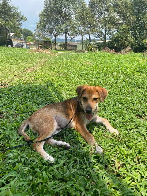 Sunny Boy - Mixed Breed Dog