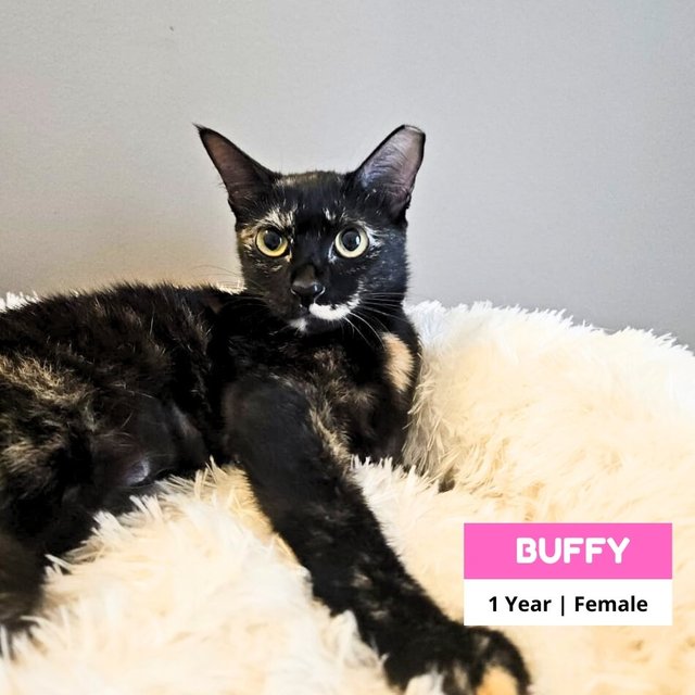 Buffy  - Domestic Short Hair Cat