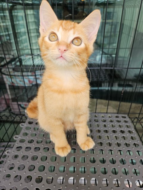 Orange - Domestic Short Hair Cat