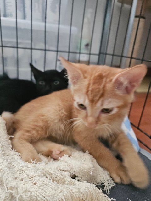 Orange - Domestic Short Hair Cat