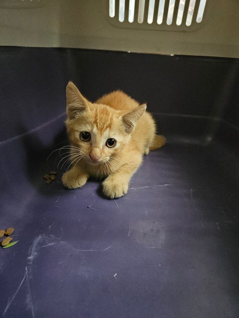 Orange - Domestic Short Hair Cat