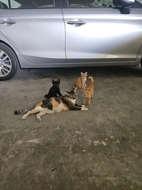 Orange - Domestic Short Hair Cat