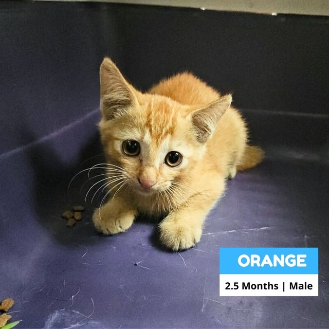 Orange - Domestic Short Hair Cat