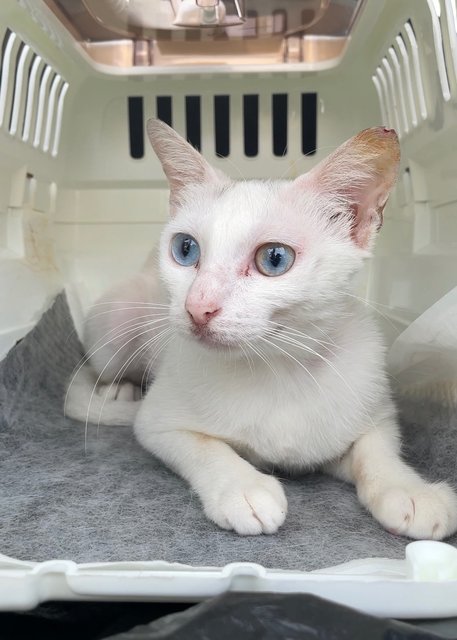 Bao Ma (宝妈) Baby Mama  - Turkish Van + Domestic Short Hair Cat