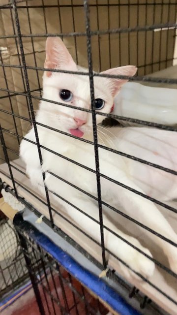 Bao Ma (宝妈) Baby Mama  - Turkish Van + Domestic Short Hair Cat