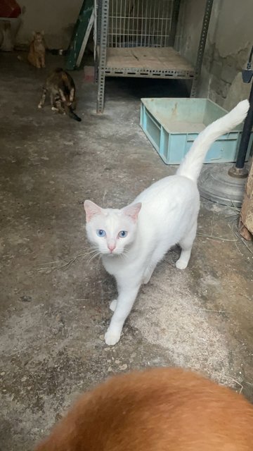 Bao Ma (宝妈) Baby Mama  - Turkish Van + Domestic Short Hair Cat