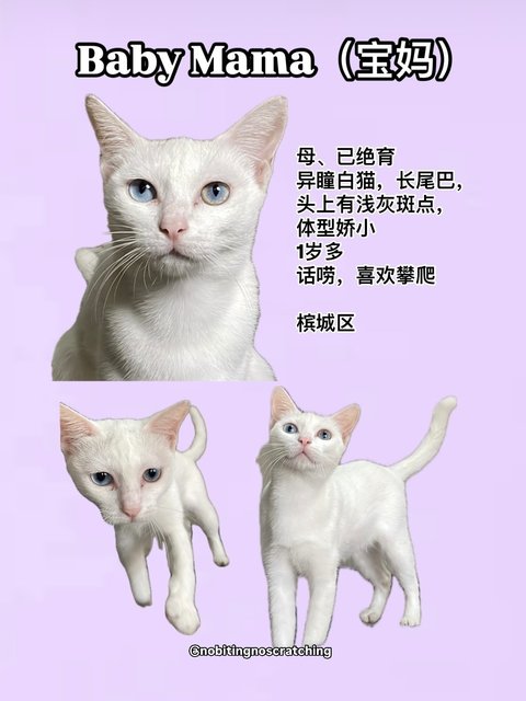 Bao Ma (宝妈) Baby Mama  - Turkish Van + Domestic Short Hair Cat