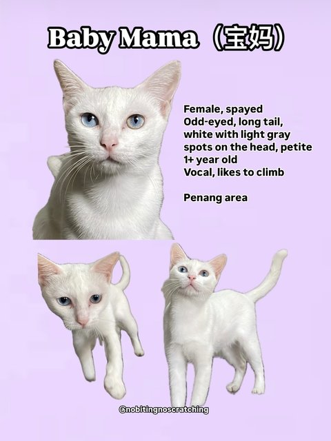 Bao Ma (宝妈) Baby Mama  - Turkish Van + Domestic Short Hair Cat