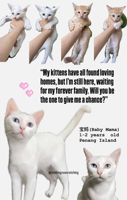 Bao Ma (宝妈) Baby Mama  - Turkish Van + Domestic Short Hair Cat