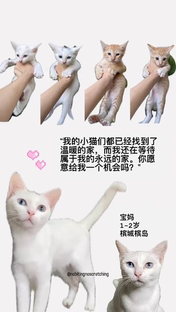 Bao Ma (宝妈) Baby Mama  - Turkish Van + Domestic Short Hair Cat