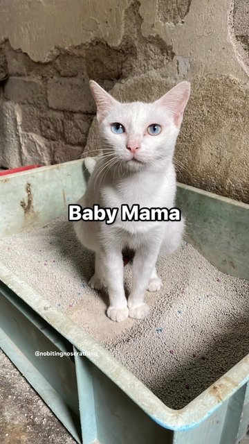 Bao Ma (宝妈) Baby Mama  - Turkish Van + Domestic Short Hair Cat