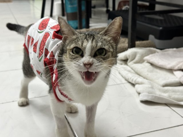 Chonky - Domestic Short Hair Cat