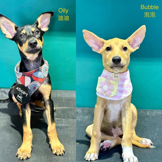 Oily 油油 And Bubble 泡泡 - Mixed Breed Dog