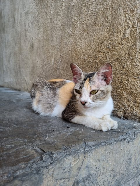 Monica - Calico Cat