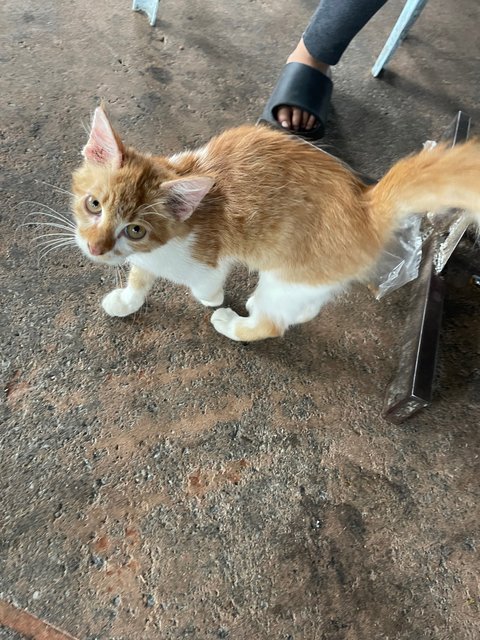 Mango  - Domestic Long Hair Cat