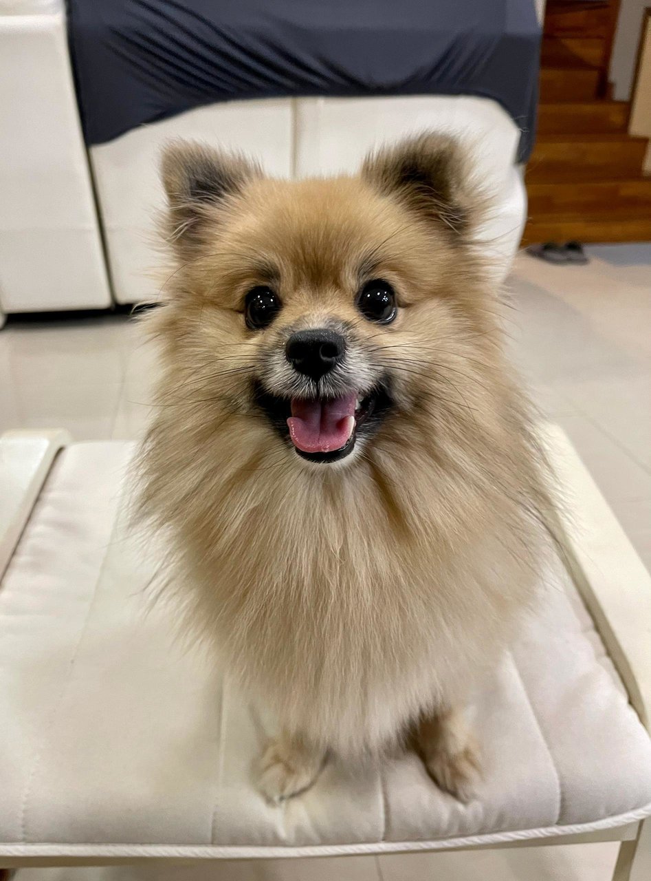 Cammie - Pomeranian Dog