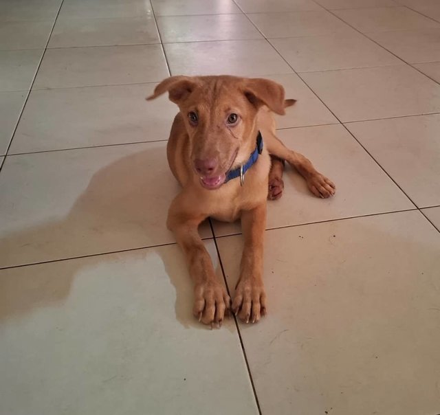 Jony (K) - Mixed Breed Dog