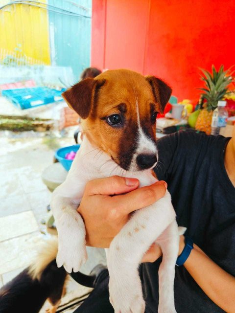 Osscar - Jack Russell Terrier Mix Dog