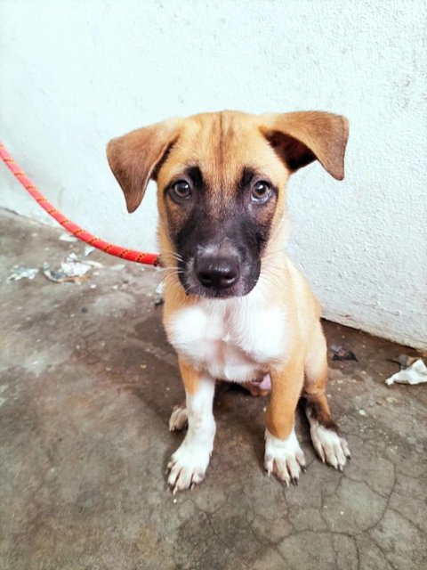 Ovan - Black Mouth Cur Mix Dog