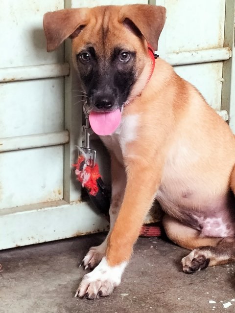 Ovan - Black Mouth Cur Mix Dog