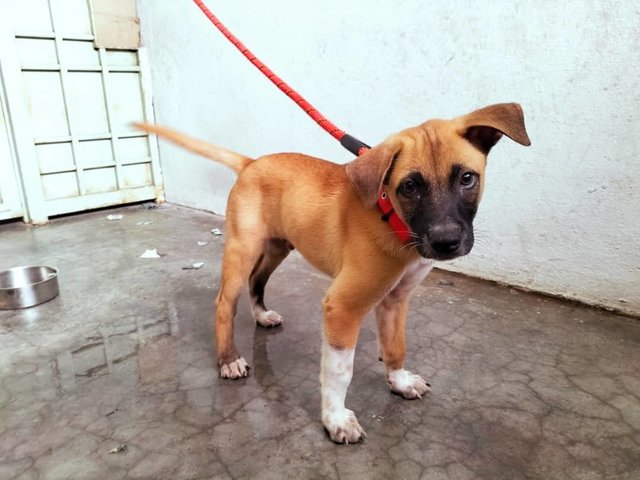 Ovan - Black Mouth Cur Mix Dog