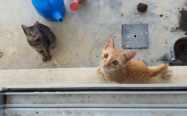 Mei Mei &amp; Maw Maw - Domestic Short Hair Cat