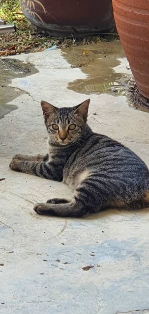 Mei Mei &amp; Maw Maw - Domestic Short Hair Cat