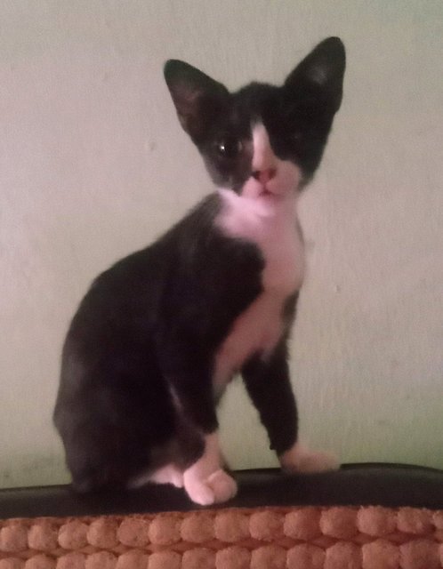 Hitam - Tuxedo + Domestic Short Hair Cat